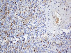 SELENBP1 Monoclonal Antibody (OTI2B12), TrueMAB , OriGene 30 &mu;L; Unconjugated:Antibodies,