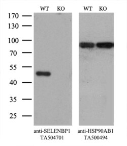 SELENBP1 Monoclonal Antibody (OTI3H1), TrueMAB , OriGene:Antibodies:Primary