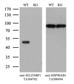 SELENBP1 Monoclonal Antibody (OTI3D4), TrueMAB , OriGene 30 &mu;L; Unconjugated:Antibodies,