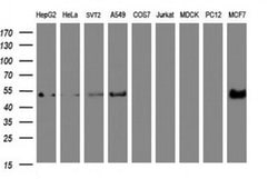 SELENBP1 Monoclonal Antibody (OTI3H1), TrueMAB , OriGene 100 &mu;L; Unconjugated:Antibodies,