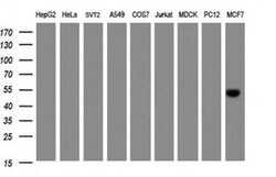 SELENBP1 Monoclonal Antibody (OTI3D2), TrueMAB , OriGene 100 &mu;L; Unconjugated:Antibodies,
