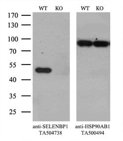 SELENBP1 Mouse anti-Human, Clone: OTI3D2, lyophilized, TrueMAB 100 &mu;g;