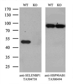 SELENBP1 Monoclonal Antibody (OTI3D2), TrueMAB , OriGene 100 &mu;L; Unconjugated:Antibodies,