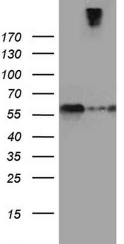 SEMA3G Monoclonal Antibody (OTI8B9), TrueMAB , OriGene 30 &mu;L; Unconjugated:Antibodies,