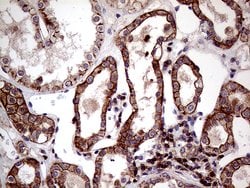 SEMA4D Monoclonal Antibody (OTI6G1), TrueMAB , OriGene 100 &mu;L; Unconjugated:Antibodies,