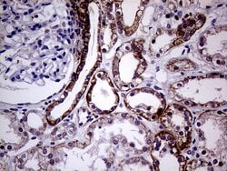 SEMA4D Monoclonal Antibody (OTI8G5), TrueMAB , OriGene:Antibodies:Primary