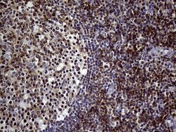 SEMA4D Monoclonal Antibody (OTI8F1), TrueMAB , OriGene 100 &mu;L; Unconjugated:Antibodies,