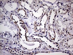 SEMA4D Monoclonal Antibody (OTI8F1), TrueMAB , OriGene 100 &mu;L; Unconjugated:Antibodies,