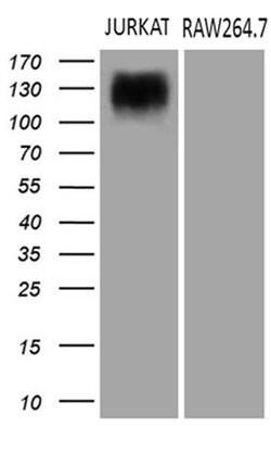 SEMA4D Monoclonal Antibody (OTI6G1), TrueMAB , OriGene 100 &mu;L; Unconjugated:Antibodies,