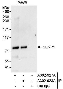 SENP1 Rabbit anti-Human, Polyclonal, Bethyl Laboratories 10 &mu;L; Unconjugated:Antibodies,