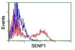 SENP1 Mouse anti-Human, Clone: OTI1D7, lyophilized, TrueMAB 100 &mu;g;