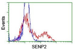 SENP2 Mouse anti-Human, Clone: OTI1C4, lyophilized, TrueMAB 100 &mu;g;