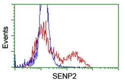 SENP2 Monoclonal Antibody (OTI1C4), TrueMAB , OriGene 100 &mu;L; Unconjugated:Antibodies,