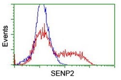 SENP2 Monoclonal Antibody (OTI1H1), TrueMAB , OriGene 100 &mu;L; Unconjugated:Anticuerpos
