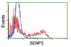 SENP2 Monoclonal Antibody (OTI1F7), TrueMAB , OriGene 100 &mu;L; Unconjugated:Antibodies,