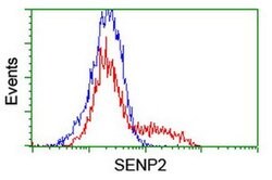 SENP2 Monoclonal Antibody (OTI5G8), TrueMAB , OriGene 100 &mu;L; Unconjugated:Antibodies,
