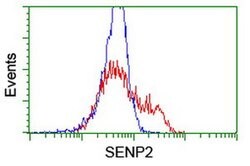 SENP2 Monoclonal Antibody (OTI3E7), TrueMAB , OriGene 100 &mu;L; Unconjugated:Antibodies,