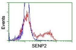 SENP2 Monoclonal Antibody (OTI1D4), TrueMAB , OriGene 100 &mu;L; Unconjugated:Antibodies,