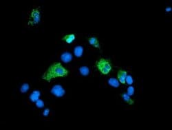 SENP2 Monoclonal Antibody (OTI1F7), TrueMAB , OriGene 100 &mu;L; Unconjugated:Antibodies,