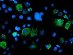 SENP2 Monoclonal Antibody (OTI3E7), TrueMAB , OriGene 100 &mu;L; Unconjugated:Antibodies,