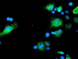 SENP2 Monoclonal Antibody (OTI1D4), TrueMAB , OriGene 100 &mu;L; Unconjugated:Antibodies,