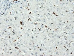 SENP2 Monoclonal Antibody (OTI1C4), TrueMAB , OriGene 100 &mu;L; Unconjugated:Antibodies,