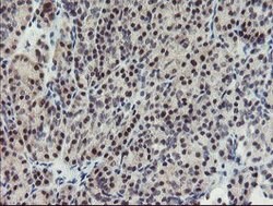 SENP2 Mouse anti-Human, Clone: OTI3F5, lyophilized, TrueMAB 100 &mu;g;