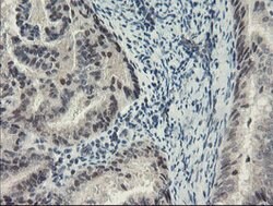 SENP2 Mouse anti-Human, Clone: OTI3F5, lyophilized, TrueMAB 100 &mu;g;