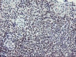 SENP2 Mouse anti-Human, Clone: OTI3F5, lyophilized, TrueMAB 100 &mu;g;