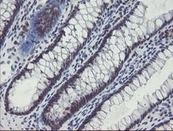 SENP2 Mouse anti-Human, Clone: OTI3F5, lyophilized, TrueMAB 100 &mu;g;