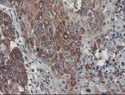SENP2 Mouse anti-Human, Clone: OTI1B8, lyophilized, TrueMAB 100 &mu;g;