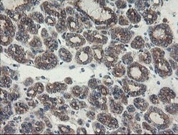 SENP2 Mouse anti-Human, Clone: OTI1B8, lyophilized, TrueMAB 100 &mu;g;