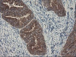 SENP2 Mouse anti-Human, Clone: OTI1B8, lyophilized, TrueMAB 100 &mu;g;