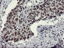 SENP2 Monoclonal Antibody (OTI5G8), TrueMAB , OriGene 100 &mu;L; Unconjugated:Antibodies,