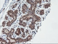 SENP2 Monoclonal Antibody (OTI3E7), TrueMAB , OriGene 100 &mu;L; Unconjugated:Antibodies,