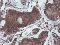SENP2 Monoclonal Antibody (OTI3E7), TrueMAB , OriGene 100 &mu;L; Unconjugated:Antibodies,