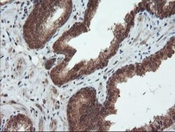 SENP2 Monoclonal Antibody (OTI3E7), TrueMAB , OriGene 100 &mu;L; Unconjugated:Antibodies,