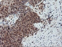SENP2 Monoclonal Antibody (OTI3E7), TrueMAB , OriGene 100 &mu;L; Unconjugated:Antibodies,