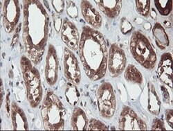 SENP2 Monoclonal Antibody (OTI3E7), TrueMAB , OriGene 100 &mu;L; Unconjugated:Antibodies,