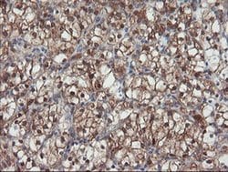SENP2 Monoclonal Antibody (OTI3E7), TrueMAB , OriGene 100 &mu;L; Unconjugated:Antibodies,
