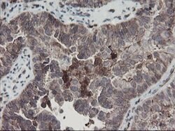 SENP2 Monoclonal Antibody (OTI3B12), TrueMAB , OriGene 100 &mu;L; Unconjugated:Antibodies,