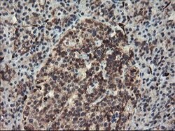 SENP2 Monoclonal Antibody (OTI3B12), TrueMAB , OriGene 100 &mu;L; Unconjugated:Antibodies,