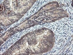 SENP2 Monoclonal Antibody (OTI3B12), TrueMAB , OriGene 100 &mu;L; Unconjugated:Antibodies,