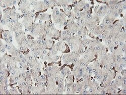 SENP2 Monoclonal Antibody (OTI3B12), TrueMAB , OriGene 100 &mu;L; Unconjugated:Antibodies,