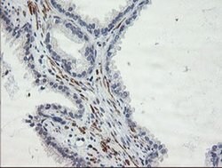 SENP2 Monoclonal Antibody (OTI1D4), TrueMAB , OriGene 100 &mu;L; Unconjugated:Antibodies,