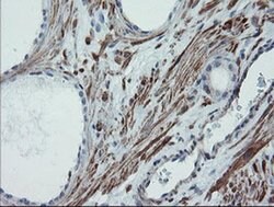 SENP2 Monoclonal Antibody (OTI1D4), TrueMAB , OriGene 100 &mu;L; Unconjugated:Antibodies,
