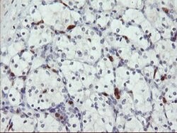 SENP2 Monoclonal Antibody (OTI5E1), TrueMAB , OriGene 100 &mu;L; Unconjugated:Antibodies,