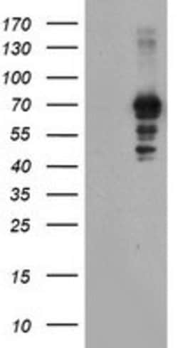 SENP2 Mouse anti-Human, Clone: OTI1C4, lyophilized, TrueMAB 100 &mu;g;
