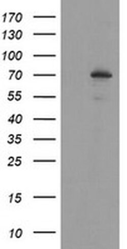 SENP2 Monoclonal Antibody (OTI3H10), TrueMAB , OriGene 100 &mu;L; Unconjugated:Antibodies,