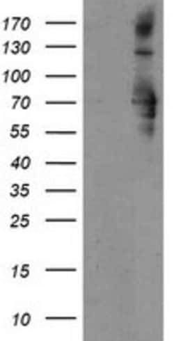 SENP2 Mouse anti-Human, Clone: OTI1B8, lyophilized, TrueMAB 100 &mu;g;